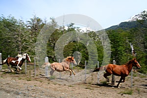 Three Running Horses