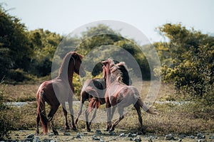 The Three Running Horses