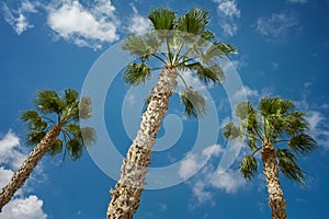 Three Sabal palm trees on a sky background