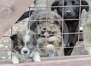 Three sad mongrel puppies in a cage