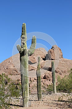 Three Saguaro Cacti/Concept: COME ALONG!