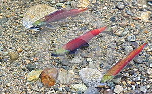 Three Salmon Spawning