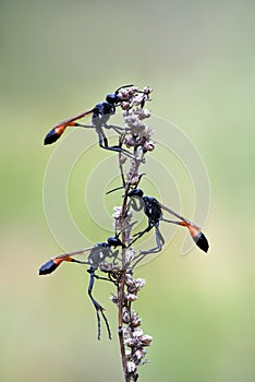 Three sand wasps
