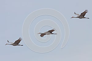 Three Sandhill Cranes A Blue Sky photo