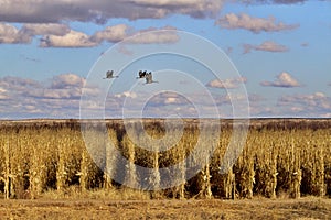 Three sandhill cranes in flight over rows of cornstalks photo