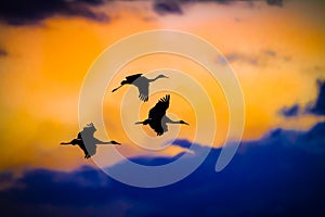 Three Sandhill cranes fly in silhouette against sunset sky in Bosque, New Mexico