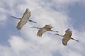 Three Sandhill Cranes Fly in Unison