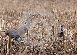 Three sandhill cranes standing in a corn field