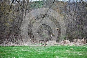 Three Sandhill Cranes Taking Off in Flight