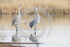 Three sandhill cranes vocalizing to other cranes photo