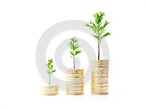 Three sapling trees growing on ascending coin stacks on white backgroud