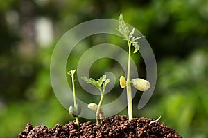 Three saplings growing