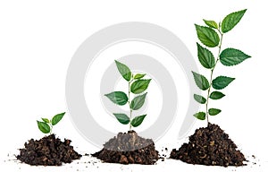 Three saplings on white background