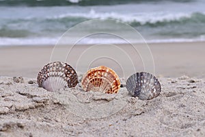Three scallops by the seashore 8