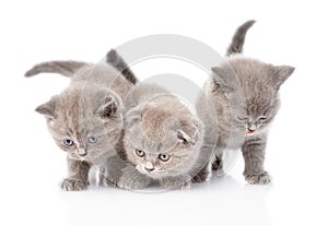 Three scottish kittens. isolated on white background