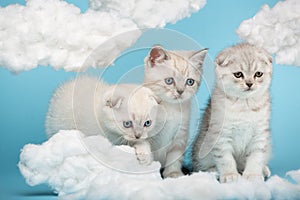 Three Scottish kittens look at the cotton clouds on a blue background.