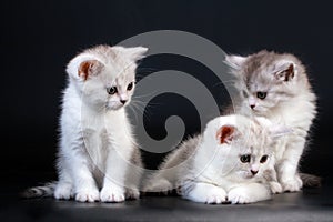 Three Scottish Straight breed kittens