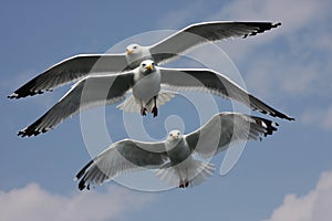 Three sea gulls