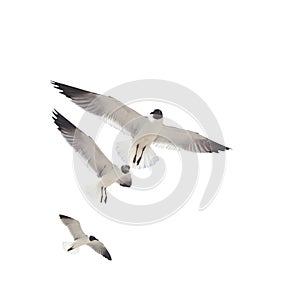 Three Sea Gulls on White