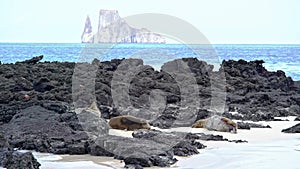 Three Sea Lions lying