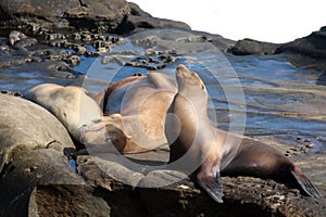 Three sea lions, Otariinae, sunbathing and napping on a rocky outcropping at Children`s Beach in California