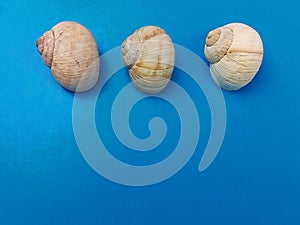 Three sea shells on blue background?