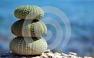 Three sea urchins