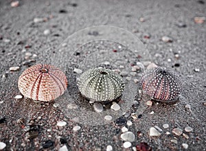 Three sea urchins shells close up on wet sand beach.