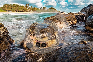Three sea urchins on a stone