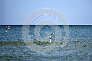 Three seagull birds fly low over a calm sea against the sky