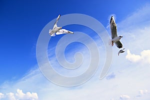 Three seagull flyin sky