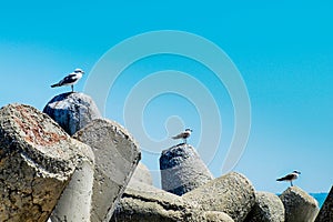 Three seagulls alighted ascending on a bay concrete tetrapods