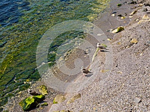 Three seagulls on the beach.