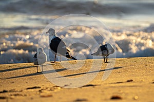 Three Seagulls on the beach.