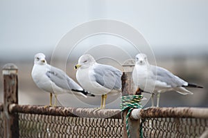 Three Seagulls on a Cloudy Day