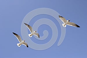 Three seagulls in flight