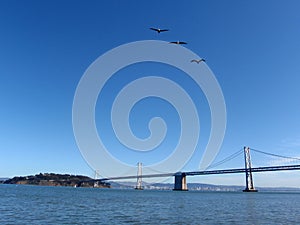 Three Seagulls fly in front of the San Francisco side of Bay Bridge