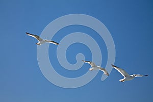 Three seagulls flying above in blue sky
