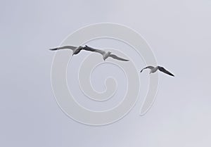Three gulls flying