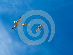 Three seagulls flying in blue sky