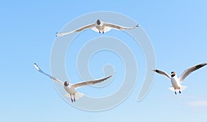 Three seagulls flying in the blue sky, with their wings open