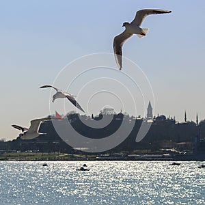 Three seagulls flying in the Bosphorus