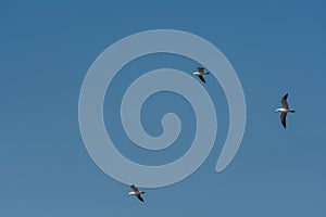 Three seagulls flying in clear blue sky