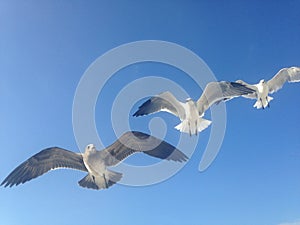 Three Seagulls Flying on Long Beach, Long Island.