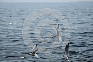 Three seagulls are flying