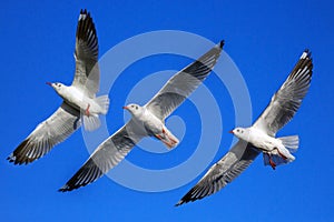 Three seagulls flying.