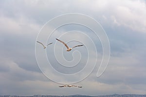 Three seagulls are flying in the sky