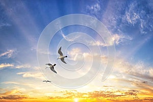 Three seagulls flying in the sky