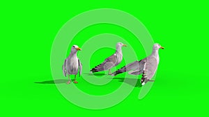 Three seagulls green screen 3D Renderings Animations