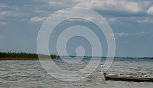 Three seagulls at a lake - on the water, sitting in a boat, and standing on the boat